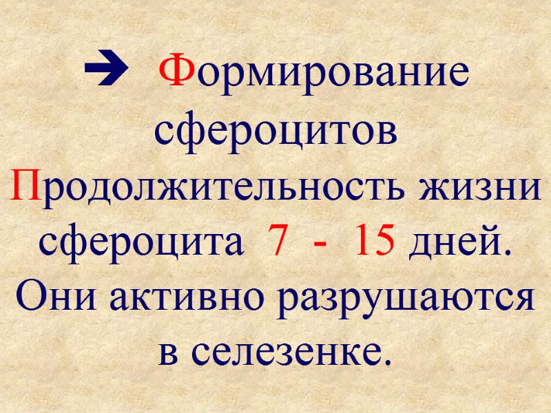   Формирование  сфероцитов Продолжительность жизни  сфероцита  7  - 